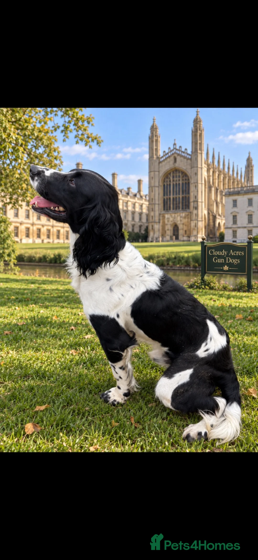Sprocker dogs for sale: Two Black Sprockers - Advert 2