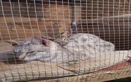 Savannah cats for sale: Savanna f5 kitten,female, - Image 2