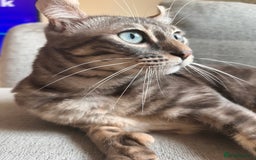 Keetso cats for sale: Affectionate Keetso Ready for His Forever Home - Image 2