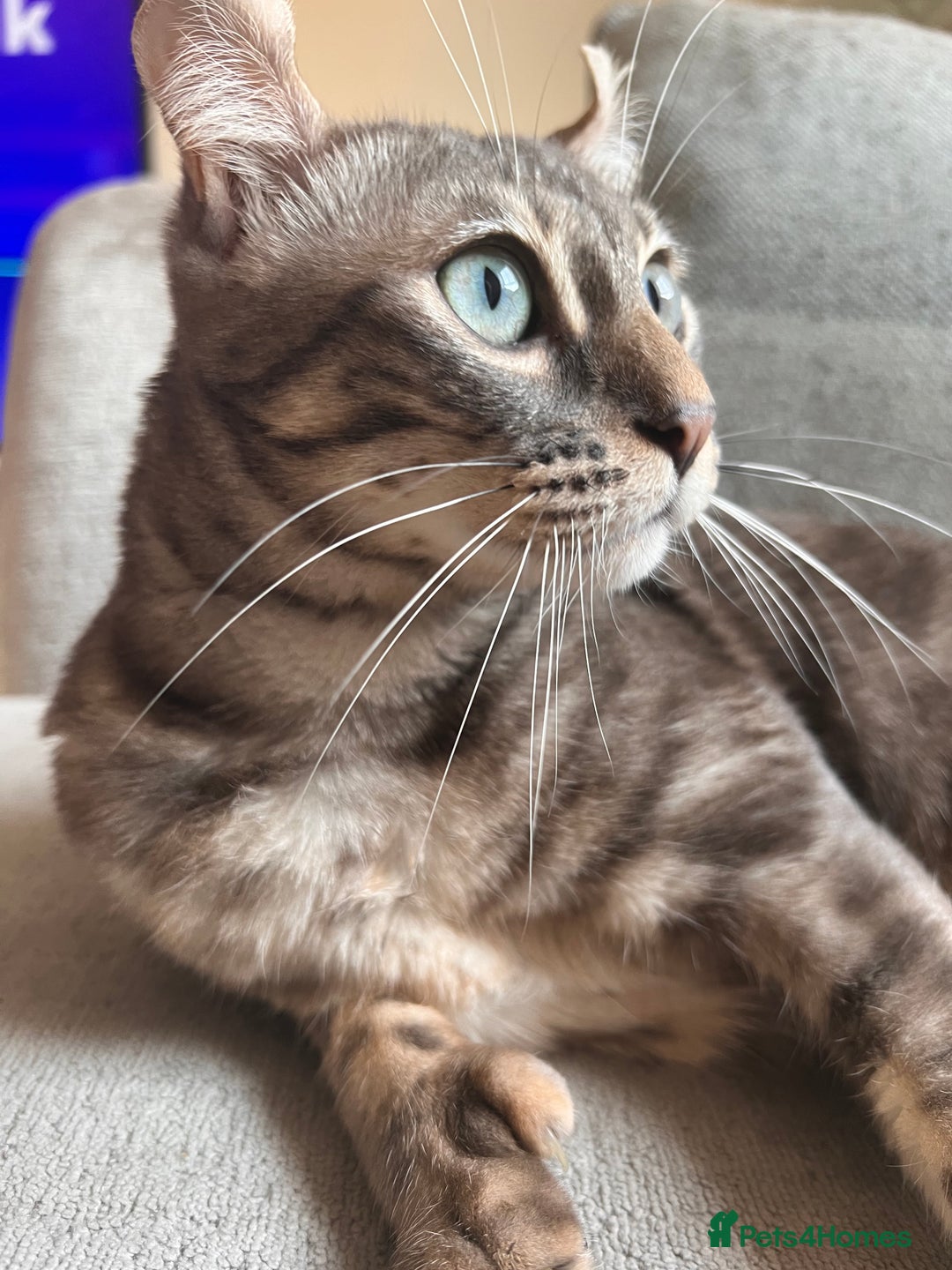 Keetso cats for sale: Affectionate Keetso Ready for His Forever Home - Image 2