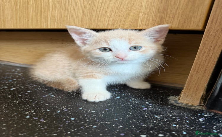 Mixed Breed cats - Advert 1