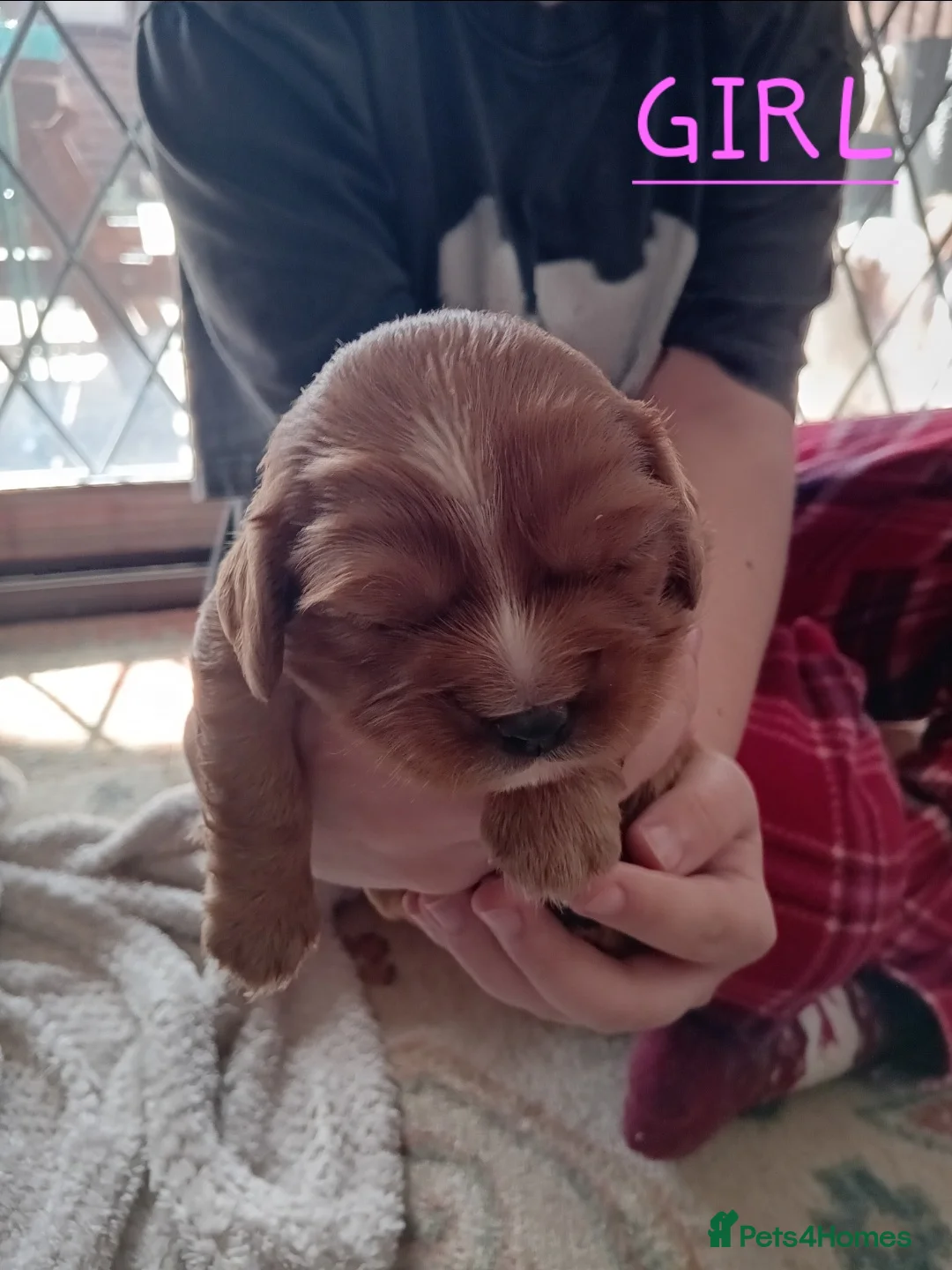 Cavalier King Charles Spaniel dogs for sale: 4 beautiful cavalier king charles spaniel puppies  in Reading - Advert 2