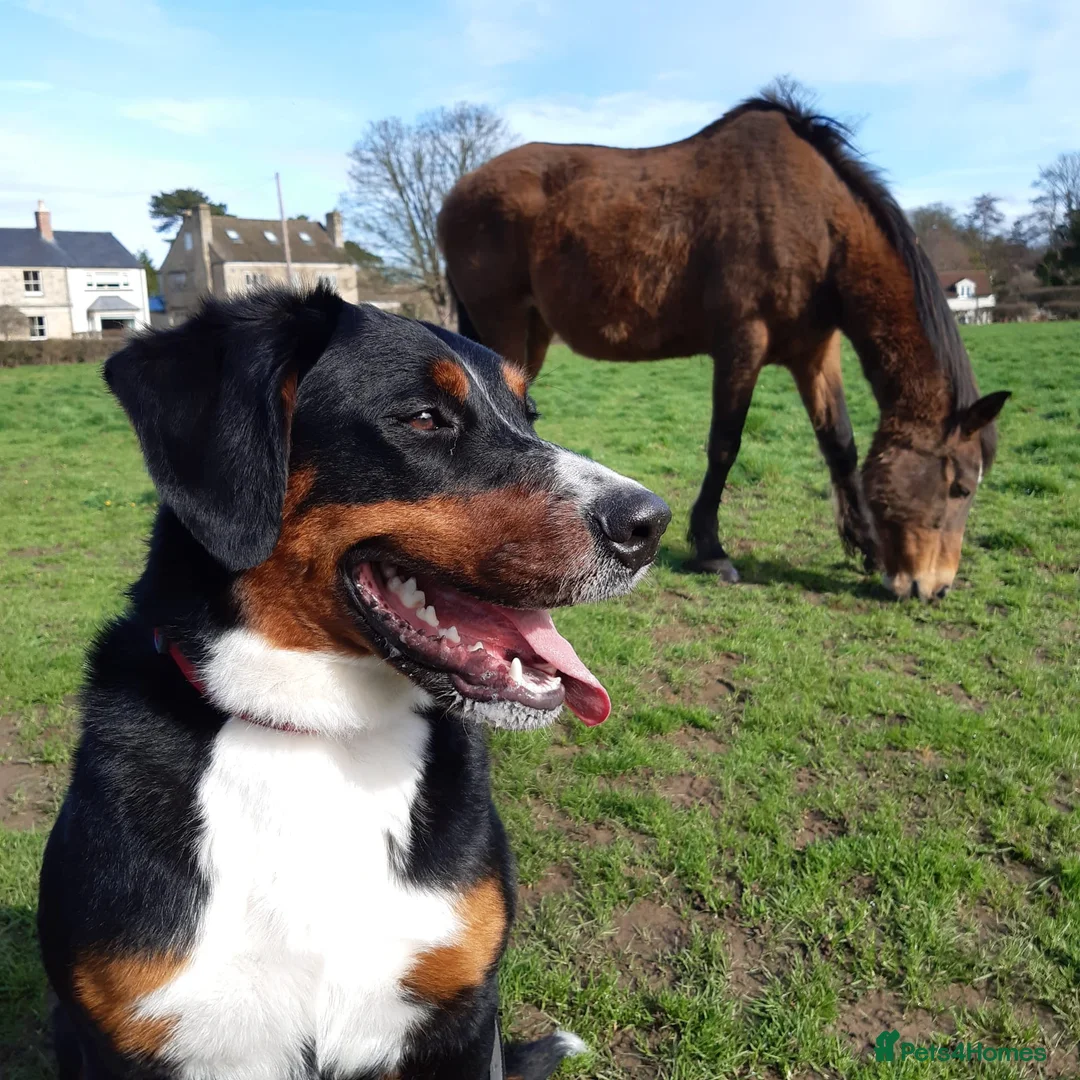 Bernese Mountain Dog dogs for adoption: Beautiful female border collie cross with Bernese - Advert 6