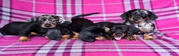 Miniature Dachshund dogs for stud: Mini Dachshund Boy for Stud, KC reg, Choc Dapple in Salford - Advert 10
