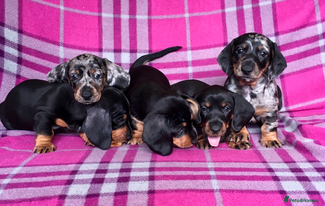 Miniature Dachshund dogs for stud: Mini Dachshund Boy for Stud, KC reg, Choc Dapple in Salford - Advert 10