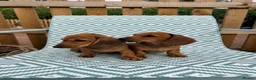 Miniature Dachshund dogs for sale: 5 Mini Smooth & 1 Mini Long Haired Dachshunds - Advert 3