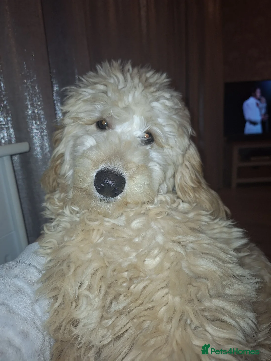 Cockapoo dogs for stud: Male cockapoo for stud in York - Advert 8