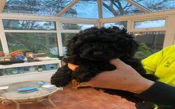 Mixed Breed dogs for sale: Hungarian puli cross miniature poodle puppies - Image 2