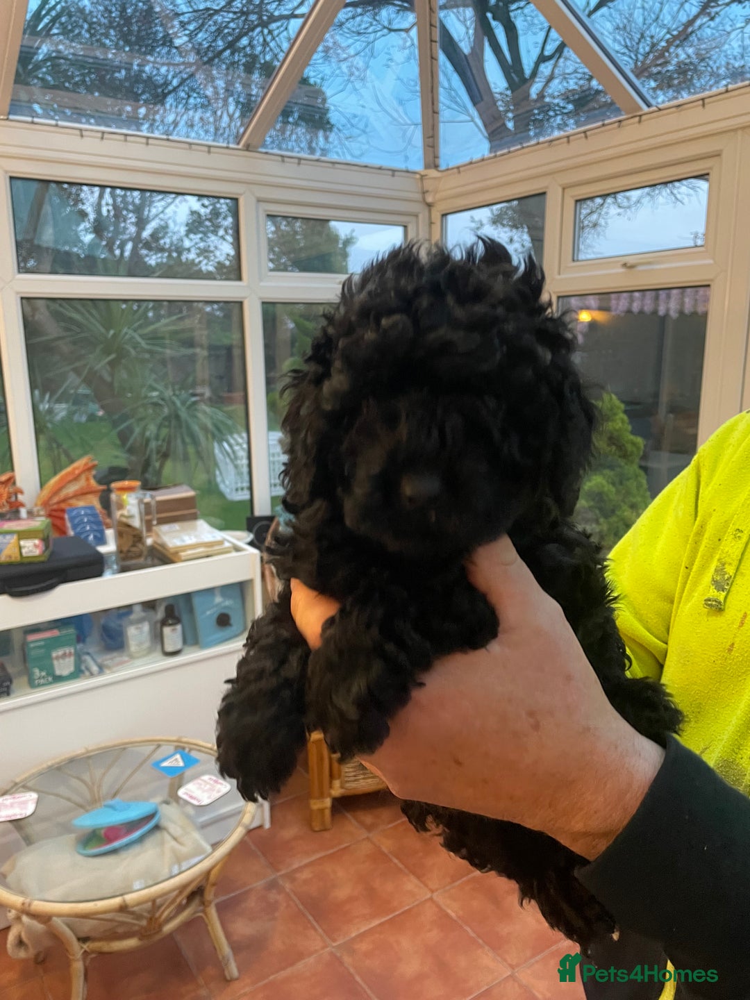 Mixed Breed dogs for sale: Hungarian puli cross miniature poodle puppies - Image 2