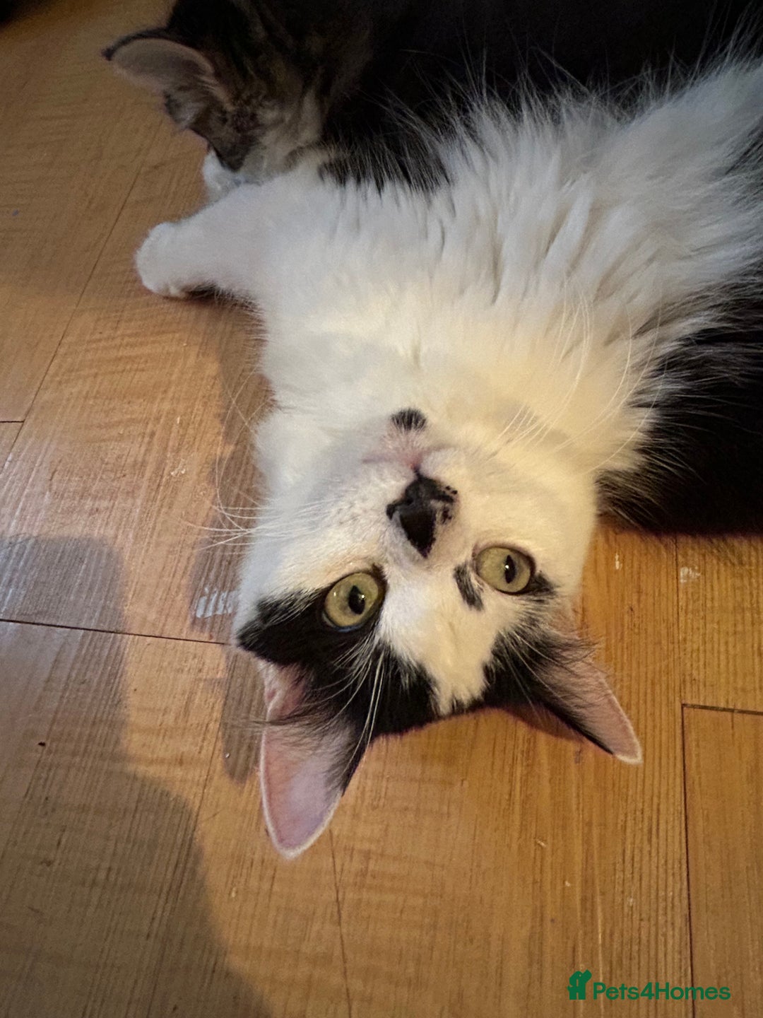 Mixed Breed cats for sale: 1 year old beautiful lady - Advert 4