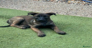 Belgian Shepherd Dog dogs - Advert 8