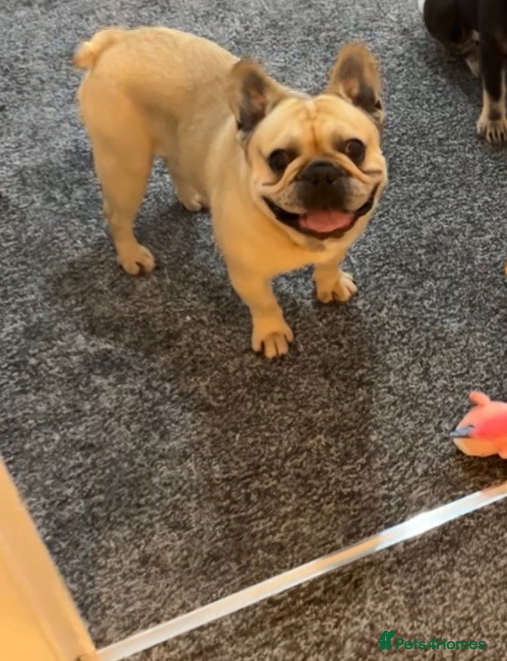 French Bulldog dogs Male Frenchbull dog  - Advert 5