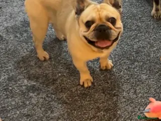 French Bulldog dogs Male Frenchbull dog - Advert 12