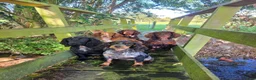 Cocker Spaniel dogs for sale: Ruby  - Advert 5