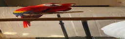 Macaws birds for sale: Pair of Scarlet Macaws - Advert 4