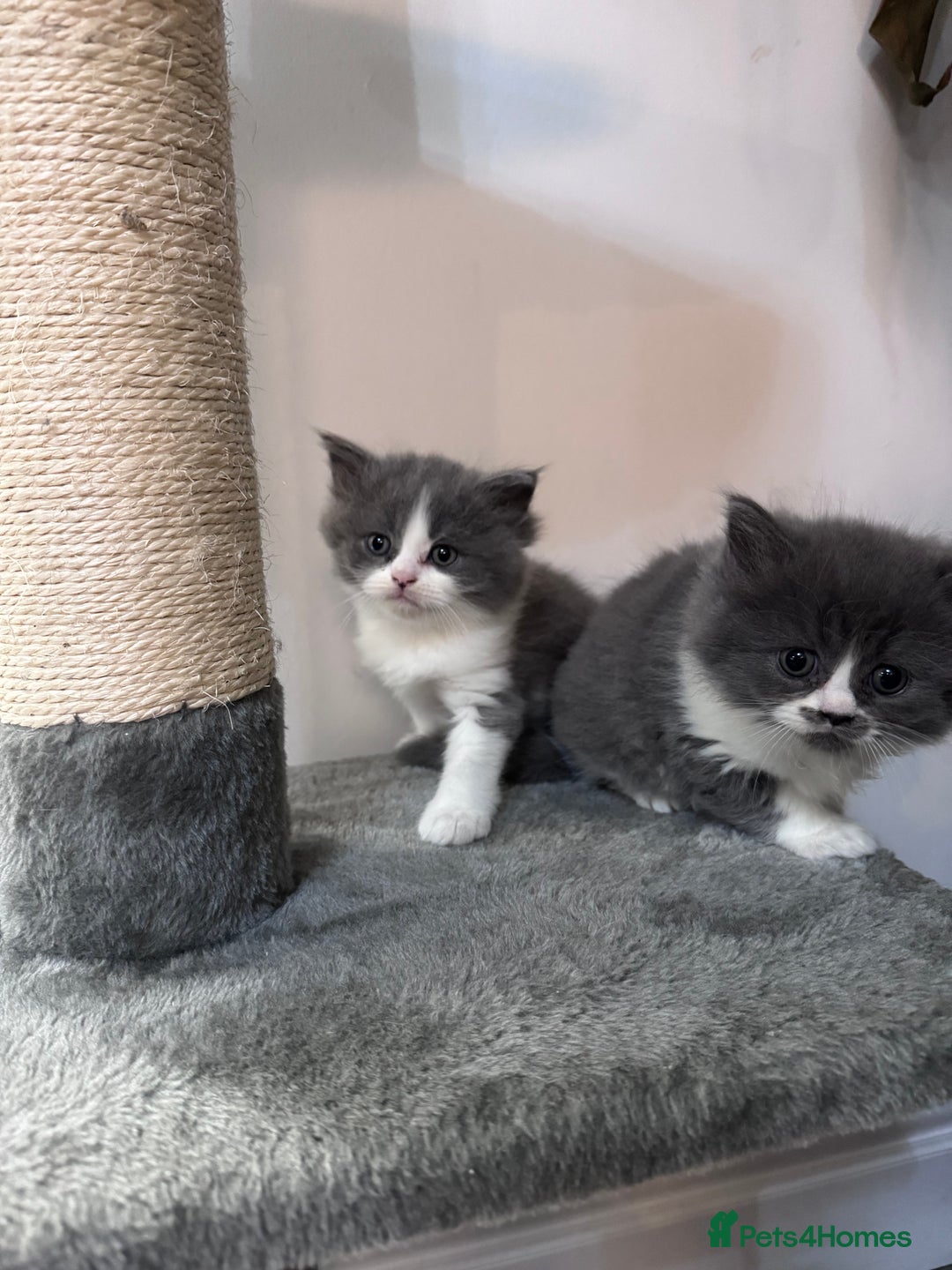 British Longhair cats for sale: British longhair kittens  - Advert 3