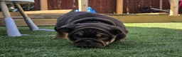 English Bulldog dogs for sale: Litter of bulldogs  - Advert 14