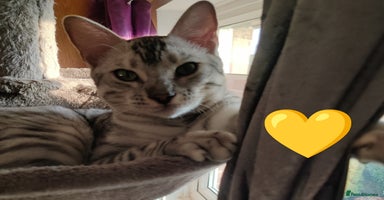 Bengal cats in Saint Helens - Advert 4