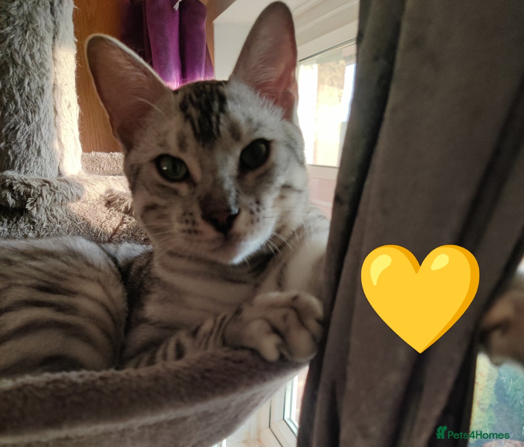 Bengal cats for sale: Only 2 boys left in Saint Helens - Image 2