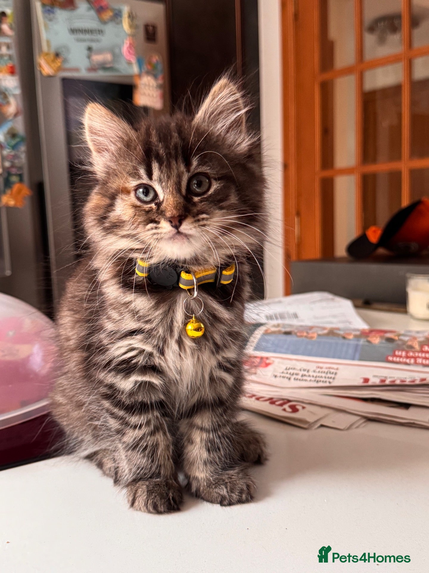 Mixed Breed cats Maincoon x - Advert 17