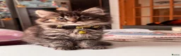 Mixed Breed cats for sale: Maincoon x in Aberdeen - Advert 1