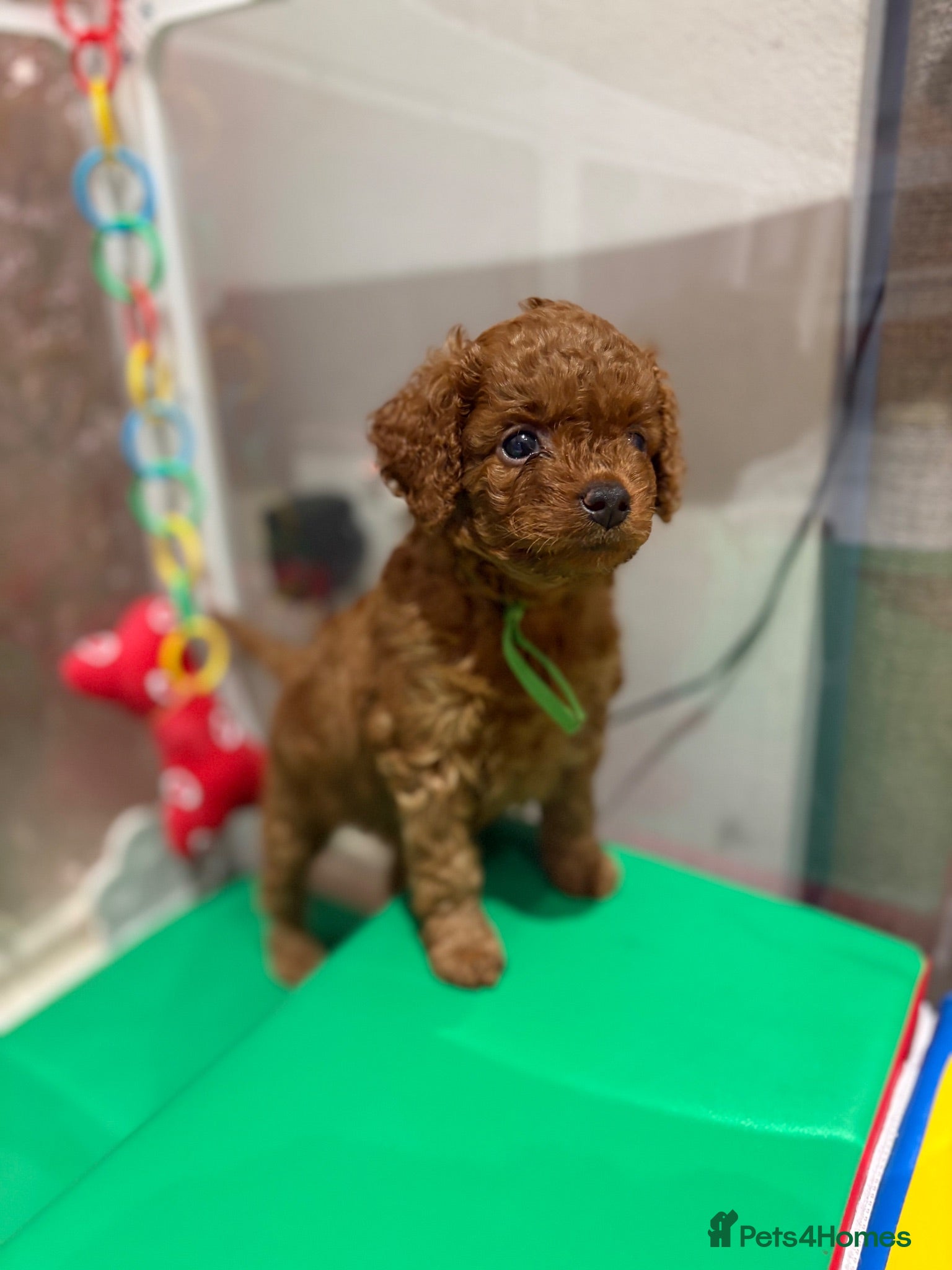 Cavapoo dogs F1BB Toy Cavapoo - Advert 13
