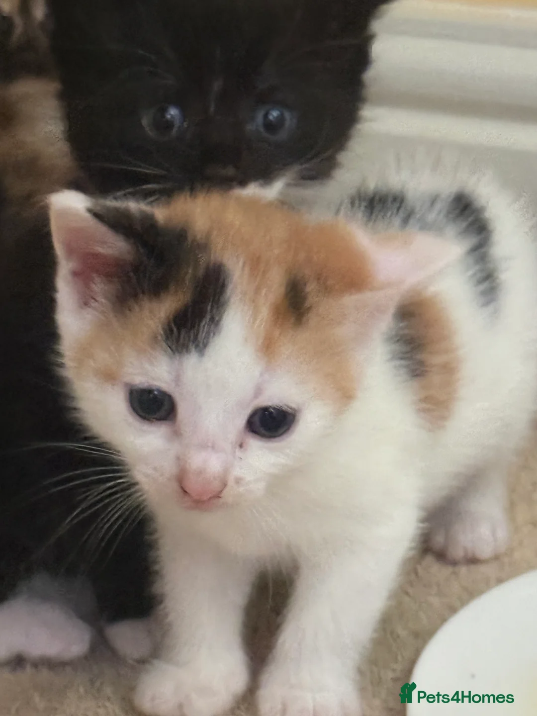 Mixed Breed cats for sale: Beautiful kittens for sale - Advert 2