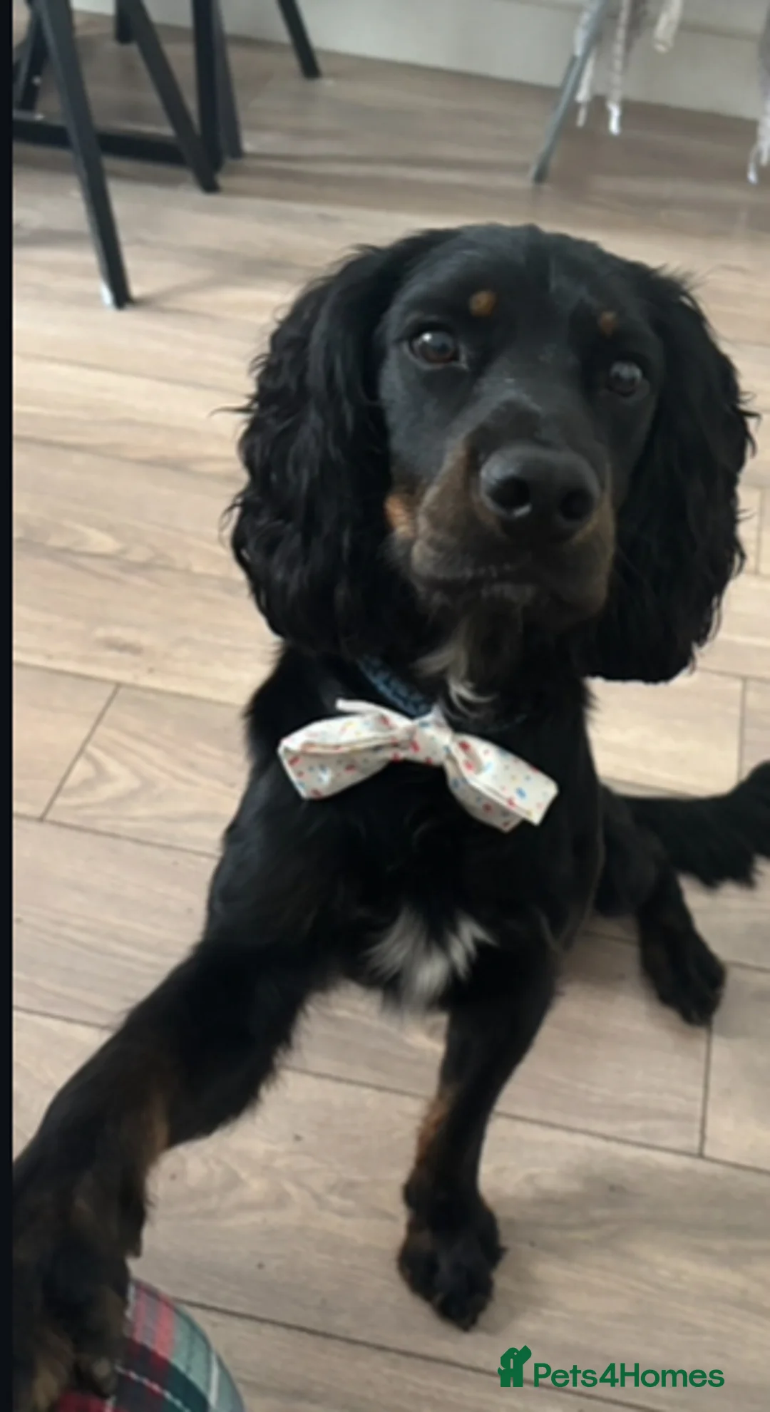 Mixed Breed dogs for stud: Sprocker (Cocker Spaniel) for stud hire  - Advert 4