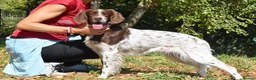 English Setter dogs for adoption: Ozuna in Woking - Advert 1