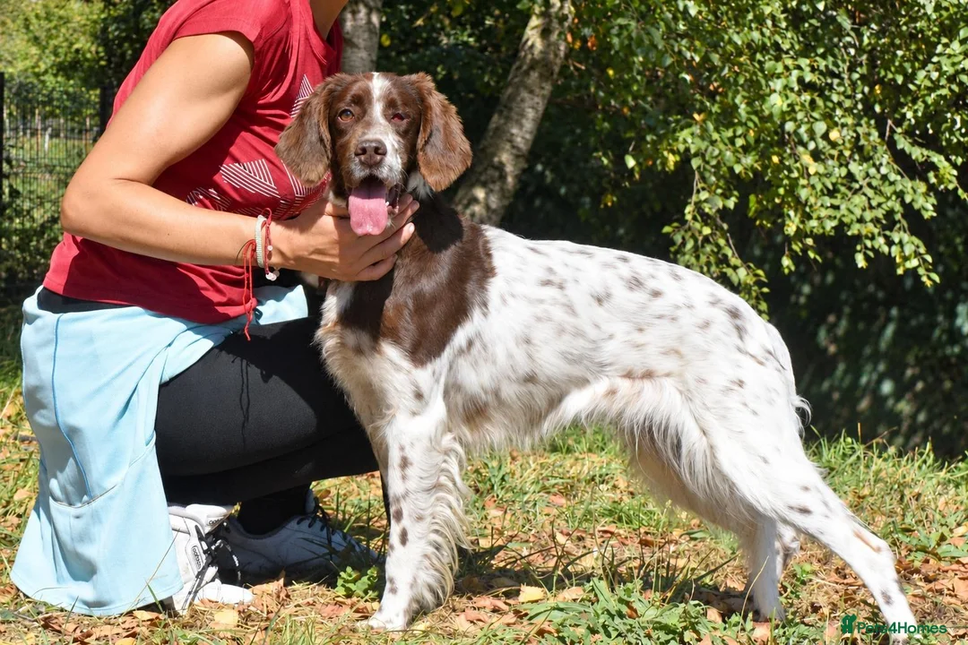 English Setter dogs for adoption: Ozuna in Woking - Advert 1