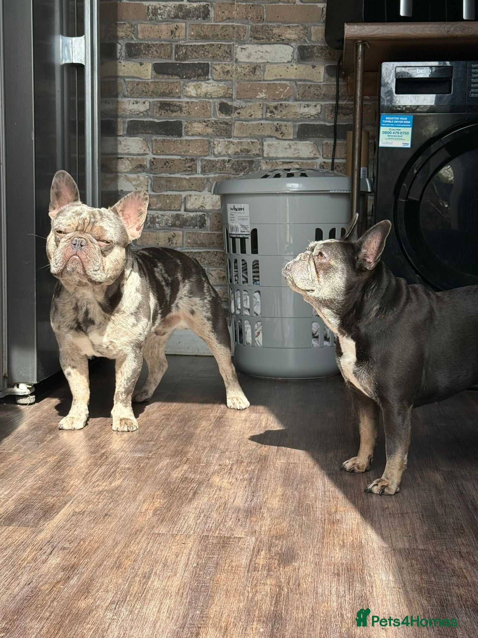 French Bulldog dogs for stud: Dog for stud  - Advert 3