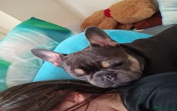 French Bulldog dogs for sale: 4yr old neutered pedigree male french bulldog - Advert 3