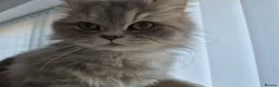 Persian cats for sale: Beautiful registered Persian   - Advert 5