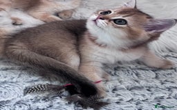 Scottish Fold cats for sale: 📣PEDIGREE SCOTTISH KITTEN(reg.)🐱  - Image 2