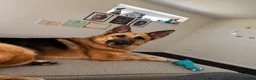 German Shepherd dogs for sale: female german shepherd  in Cannock - Advert 7