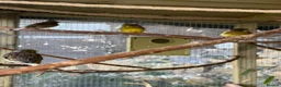 Canaries birds for sale: Gloster Canaries  in Daventry - Advert 9