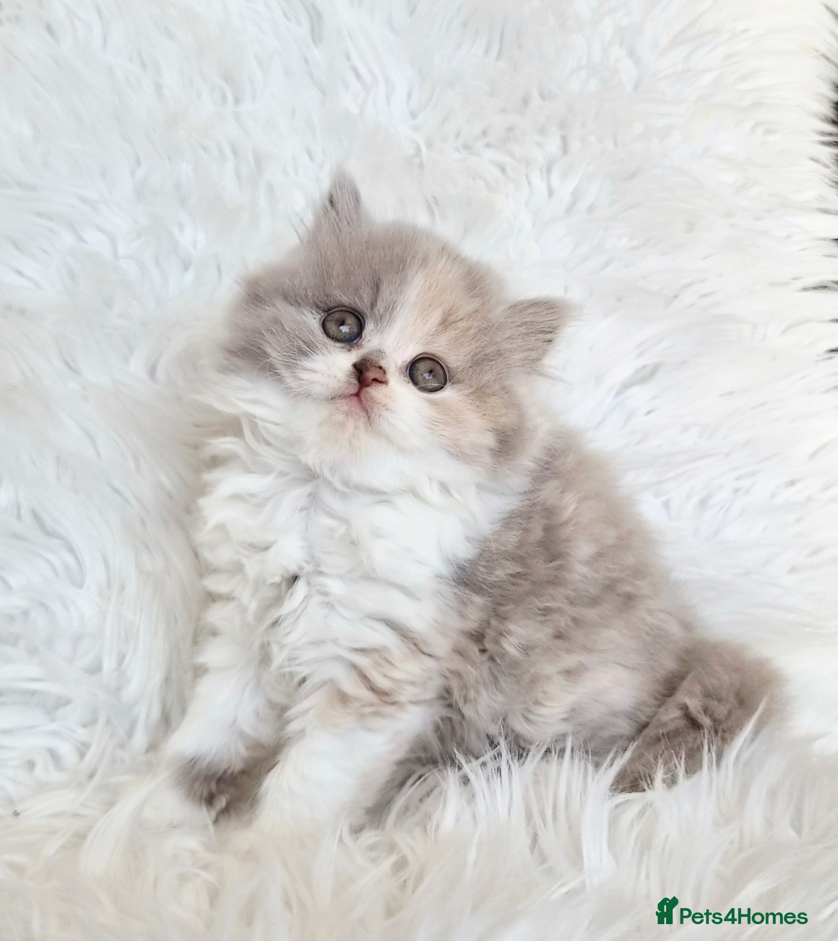British Shorthair cats Stunning loving British shorthair  - Advert 3