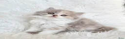 British Shorthair cats for sale: Stunning loving British longhair  - Advert 1