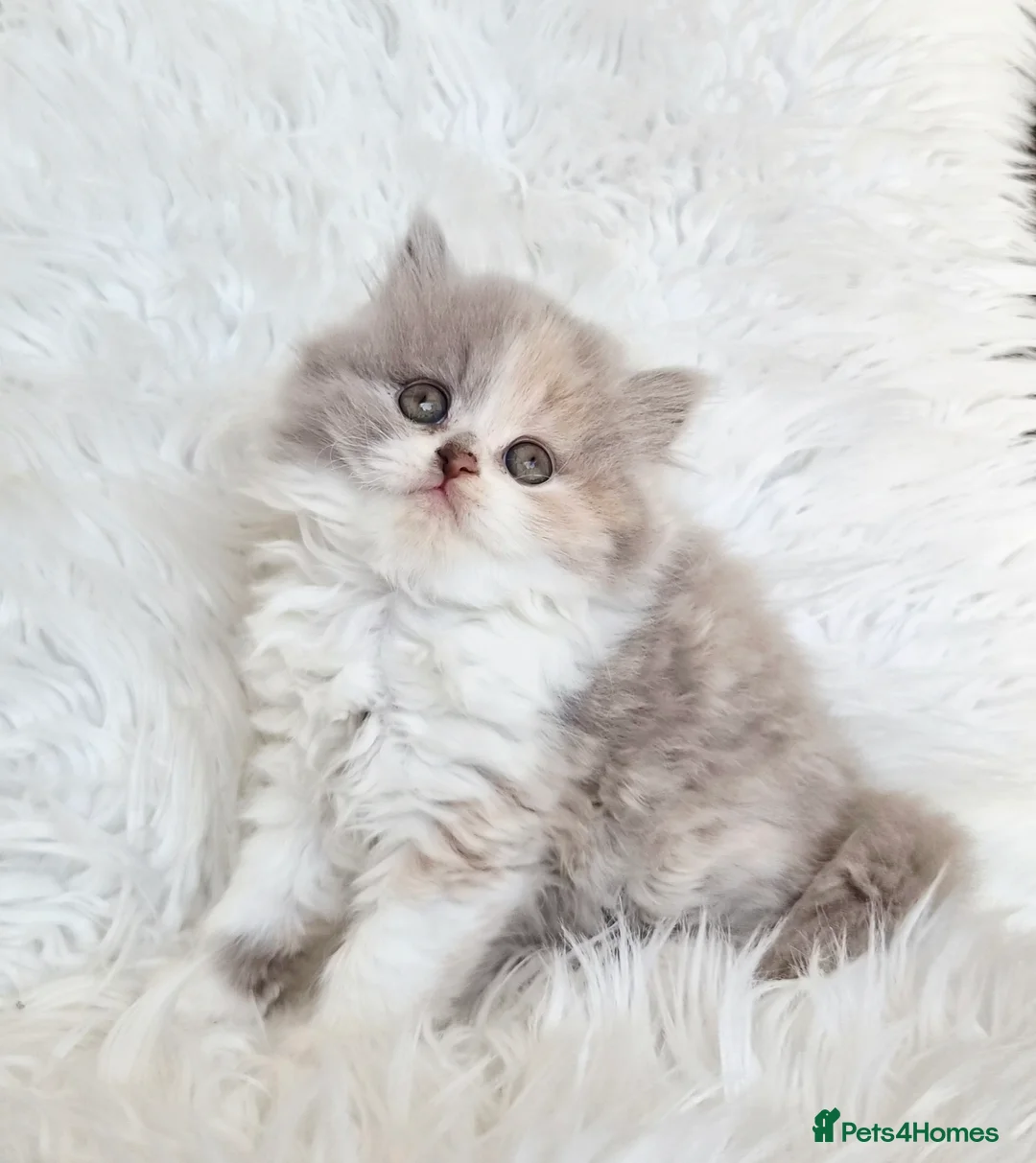 British Shorthair cats for sale: Stunning loving British longhair  - Advert 1