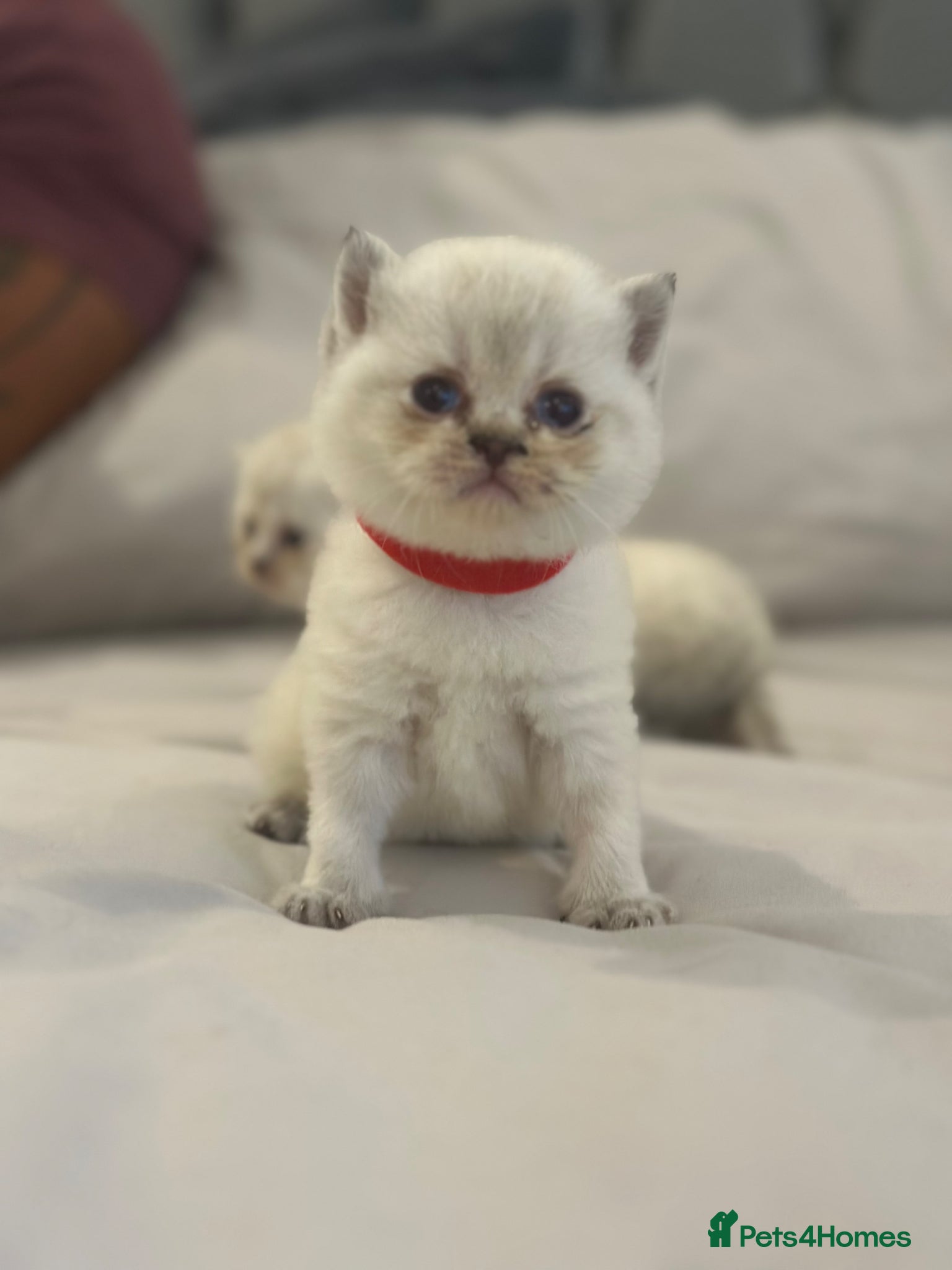 British Shorthair cats GCCF BSH colour point kittens  - Advert 1