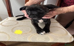 Staffordshire Bull Terrier dogs for sale: Staffordshire Bull Terrier Puppies - Image 4