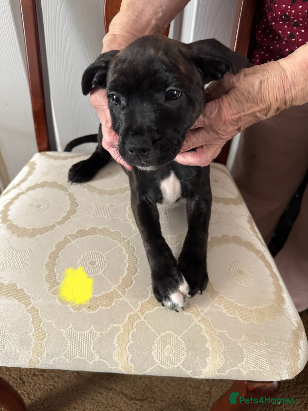 Staffordshire Bull Terrier dogs for sale: Staffordshire Bull Terrier Puppies - Image 4
