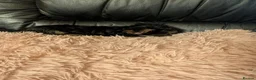 Chihuahua dogs for sale: Three small Yorkshire terriers for sale - Advert 21