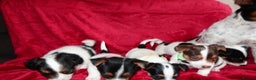 Jack Russell dogs for sale: Five beautiful Jack Russell's - Advert 5