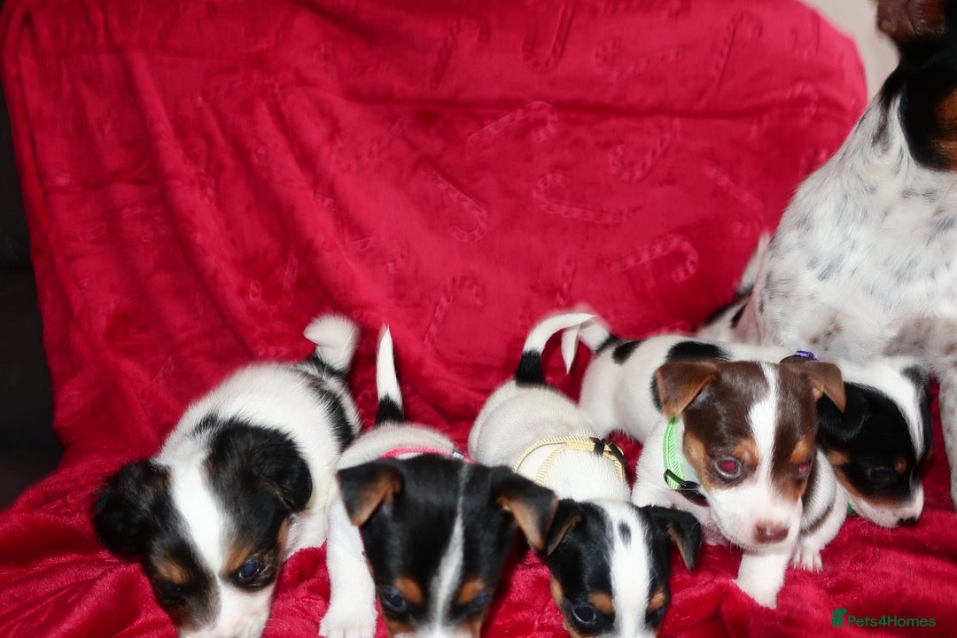 Jack Russell dogs for sale: Five beautiful Jack Russell's - Advert 5