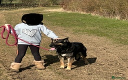 Mixed Breed dogs for sale: Beautiful shepherd in need of loving home - Image 2