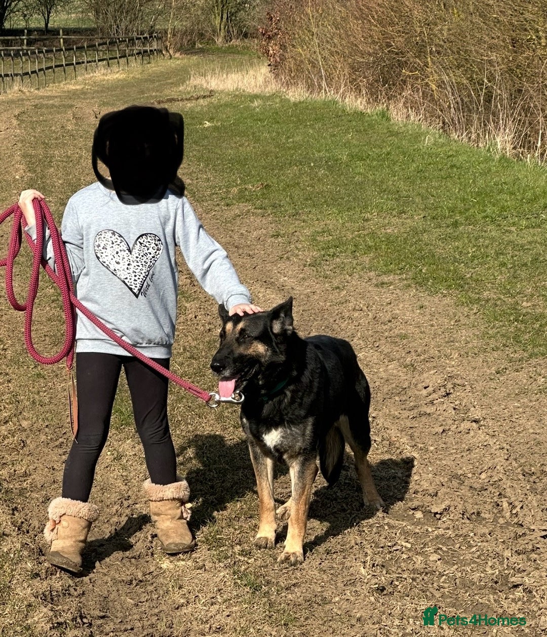 Mixed Breed dogs for sale: Beautiful shepherd in need of loving home - Image 2