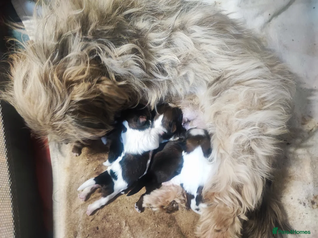 Shih Tzu dogs for sale: Beautiful imperial shih tzu puppies  - Advert 14