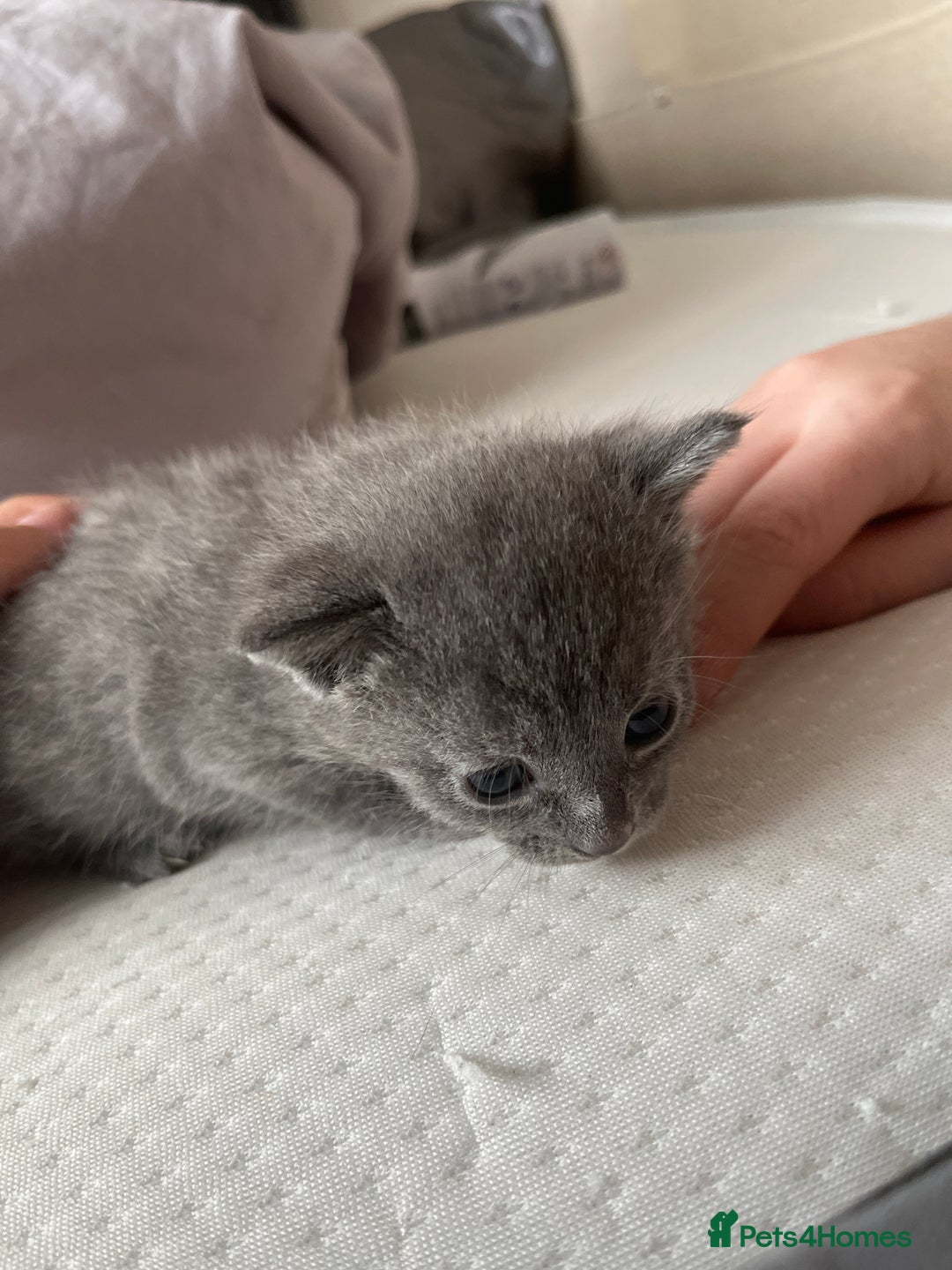 Mixed Breed cats for sale: Grey kittens  - Image 19