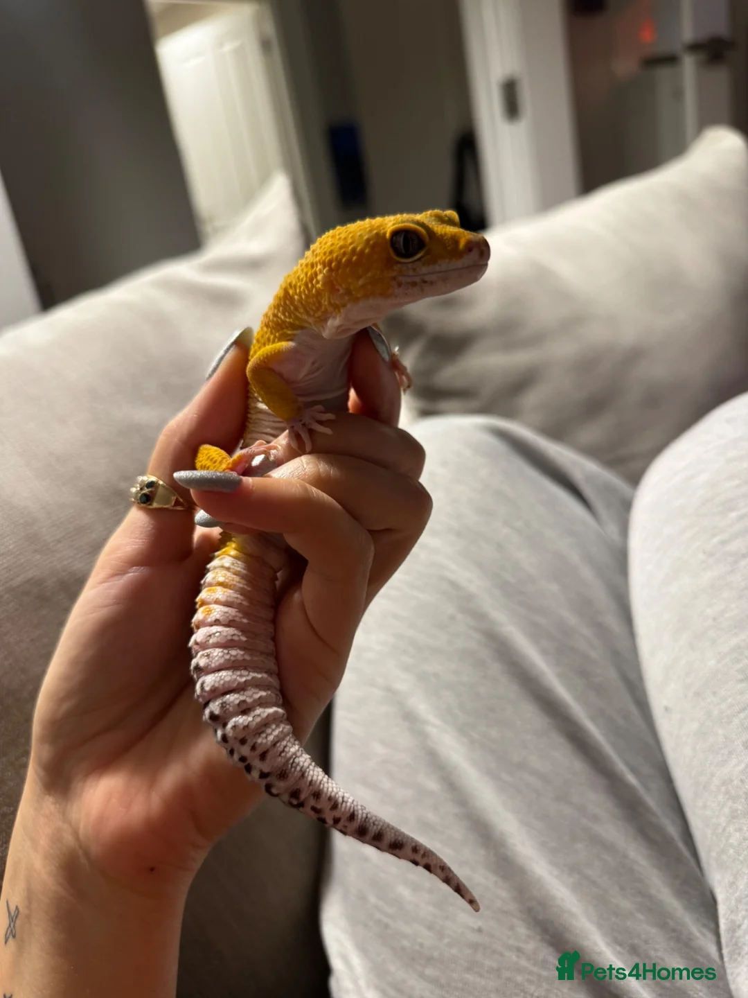 Leopard Gecko reptiles for sale: 8 year old leopard gecko + full set up  in Esher - Advert 2